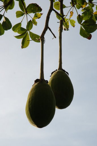 Vruchten baobab boom